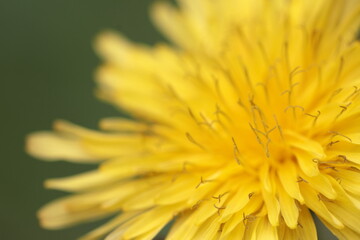 yellow dandelion flower