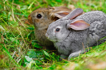 Two adorable little rabbits are sitting on the green grass. Blank for a calendar or postcard with animals.