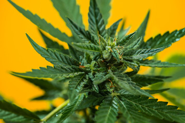Cultivating marijuana, sativa weed leaves with buds texture on yellow background. Organic grow of cannabis for medical use. treatment or studies. 