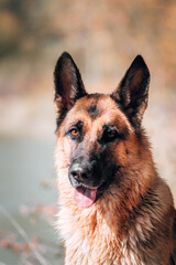 Purebred dog on the background of a yellow autumn forest, high-quality photo of the dog for a screensaver or calendar. Portrait of a black and red German shepherd with devoted brown eyes.
