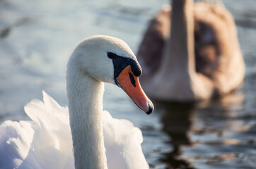Fototapeta na wymiar Mute swan (Cygnus olor) in the lake
