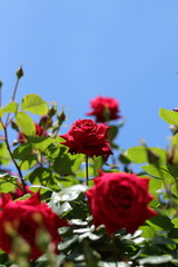 red rose in the garden
