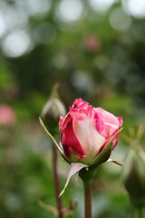 pink rose