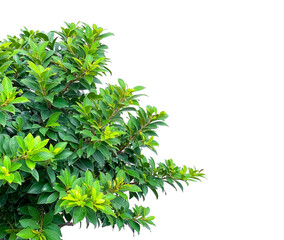 Part of the picture. Ficus annulata or Banyan tree. Fresh branches and leaves isolated on white background.