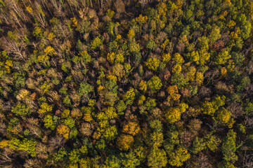 Der deutsche Mischwald mit schönen herbstlichen Farben von oben gesehen mit einer Drohne