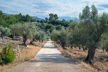 Olivenplantage mit Weg in H&uuml;gellandschaft, Insel Mallorca, Baleareninsel, Balearen, Spanien, Europa