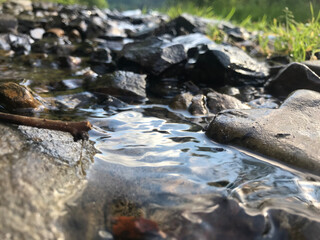 stream in the forest