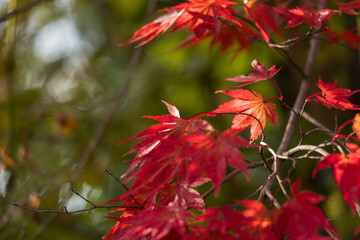 Fototapeta premium 秋の鮮やかな赤色の紅葉の風景