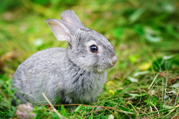 Lovely little rabbit close-up for calendar or postcard.