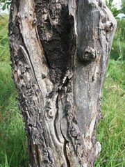 Fototapeta premium Textura de la corteza de un árbol