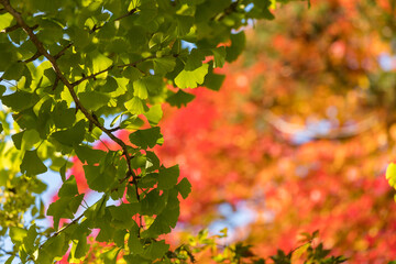 秋の鮮やかな赤色の紅葉と緑色の銀杏の木の風景