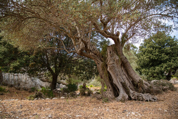 Fototapeta na wymiar Alte Olivenbäume auf Plantage in Landschaft, Insel Mallorca, Baleareninsel, Balearen, Spanien, Europa