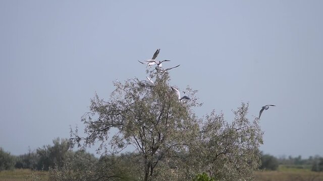 Several gulls eat silverberry tree fruits on the fly