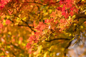 秋の鮮やかな赤色の紅葉の風景