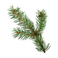 Obraz premium Fir tree branch with green needles isolated on white background