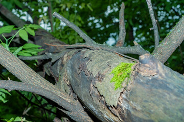 A branch of a tree with partially damaged bark and small growths of moss. The theme is the protection of nature and natural resources.
