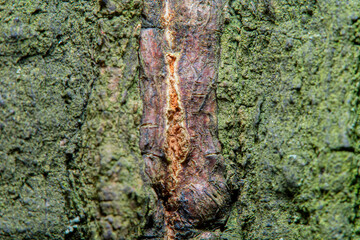 Background with a close-up of the bark of a tree heavily damaged from old age with breaks and cracks. The image is in soft focus.