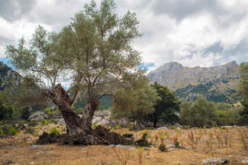 Alte Olivenbäume auf Plantage in Landschaft, Insel Mallorca, Baleareninsel, Balearen, Spanien, Europa