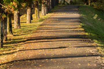 秋の公園の黄色い銀杏の木の風景