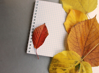 Spiral notepad lies on silver  desk with bright autumn foliage. Business and education concept. Flat lay with autumn leaves on silver surface. Blank notepaper with copy space.