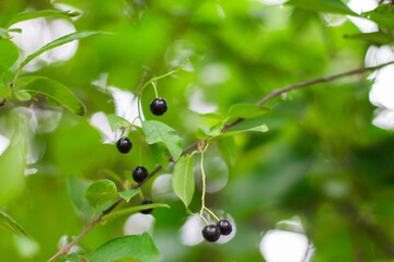 Black berries on a green background. Fruitful tree. summer. Sunny day.