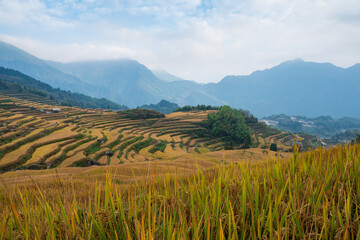 the paddy in the field