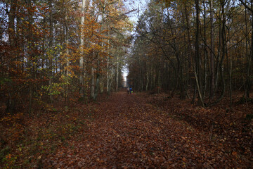 Obraz premium Road with fallen leaves in autumn forest
