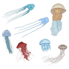 Fototapeta premium Vector Cartoon Set of Jellyfishes