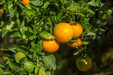 Close up of orange tree with oranges