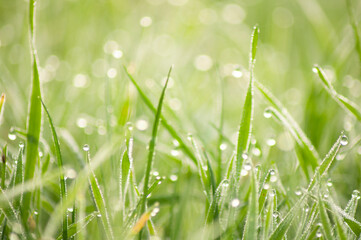 dew drops on the grass. beautiful blurred background, place for text