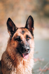 Purebred dog on the background of a yellow autumn forest, high-quality photo of the dog for a screensaver or calendar. Portrait of a black and red German shepherd with devoted brown eyes.