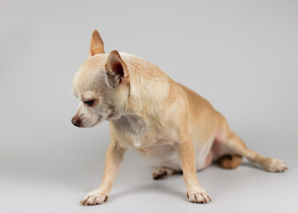 guilty brown chihuahua dog sitting on white background, looking down on the floor. Dog behavior concept.