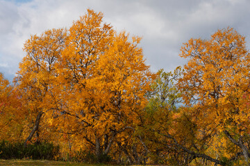 Autumn in Nedalen, Tydal, Norway