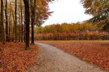 forest with trees in autumn colors. The color of the leaves creates a warm atmosphere.