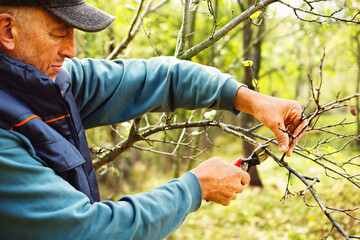 Agriculture man pruning tree branch with secateurs