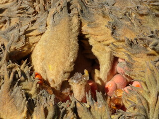 inside a palm tree