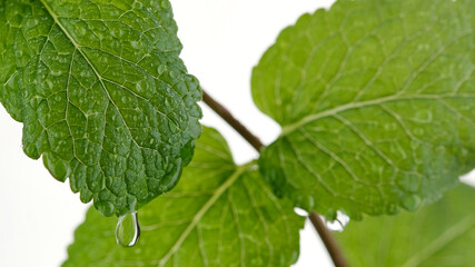 mint. water drops on Fresh mojito mint leaf, white background. close up