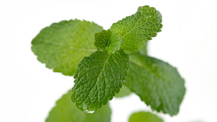 Obraz na płótnie Canvas mint. water drops on Fresh mojito mint leaf, white background. close up