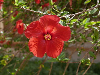 A large bright red hibiscus flower bloomed on the branch of a large Bush next to the buds in the garden on a Sunny summer day.