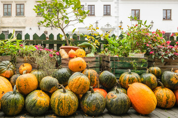Various types of pumpkin.
Healthy, tasty vegetables