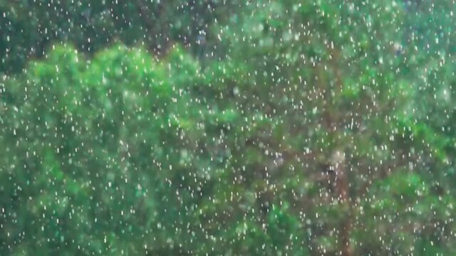 Summer torrential rain over mountain northern forest and meadows. Super slow motion 1000 fps.
