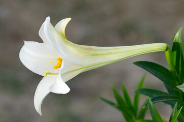 White Easter Lilly Flower