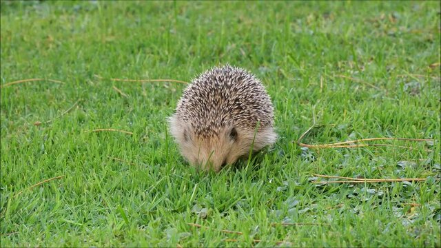 Igel sucht Nahrung in Wiese