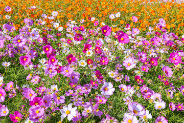 autumn cosmos flower blooms garden park