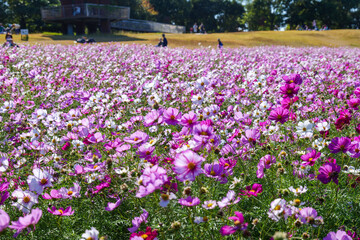 autumn cosmos flower blooms garden park