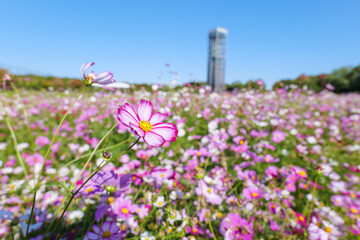 autumn cosmos flower blooms garden park