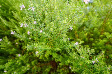 rosemary herb blooms