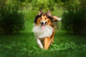 collie dog walk in the autumn park magic light beautiful pet portrait
