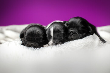 Fototapeta na wymiar photoshoot newborn puppies cute shih tzu affection lovely background 