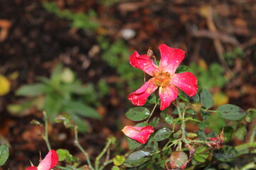 red flower in the garden